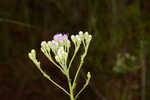 Coastal plain chaffhead